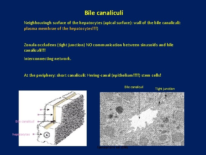 Bile canaliculi Neighbouringh surface of the hepatocytes (apical surface): wall of the bile canaliculi: