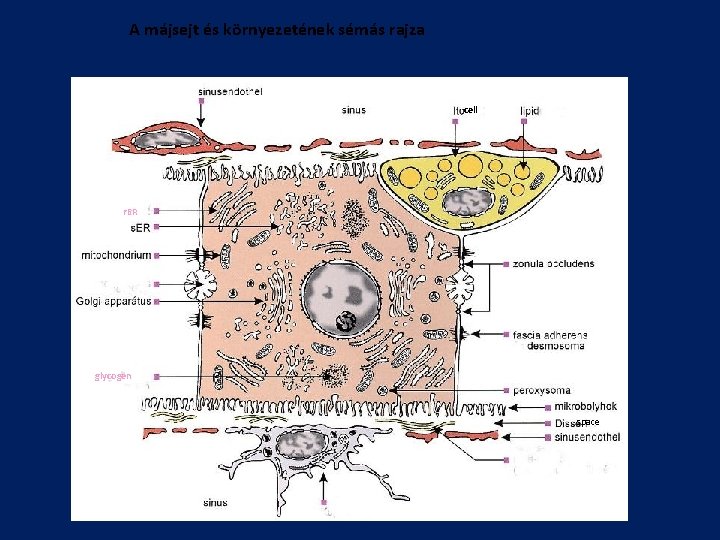 A májsejt és környezetének sémás rajza cell r. ER glycogen space 