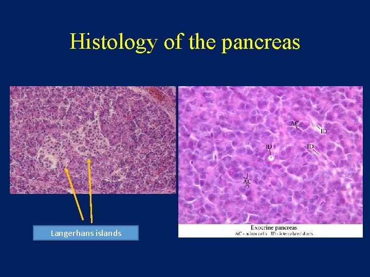 Histology of the pancreas Langerhans islands 