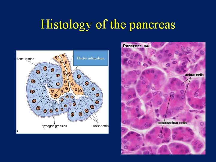 Histology of the pancreas Ductus intercalaris 