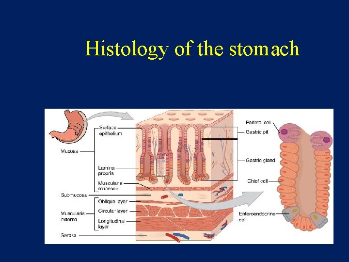 Histology of the stomach 