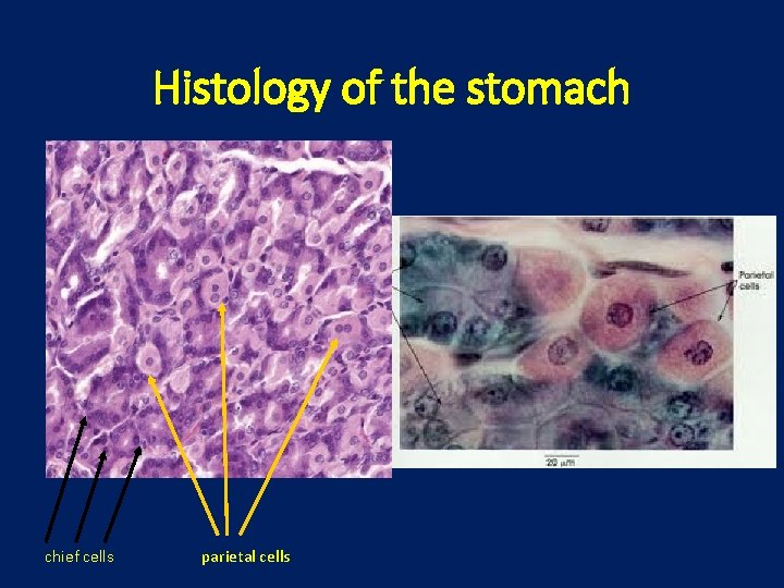 Histology of the stomach chief cells parietal cells 
