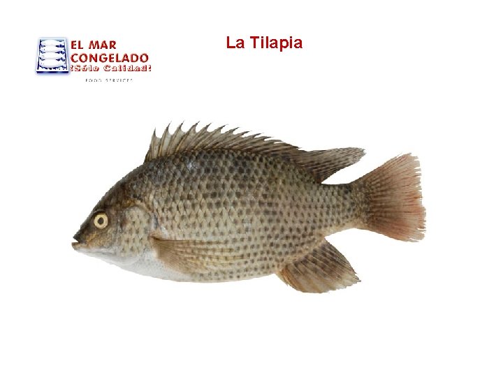 La Tilapia 