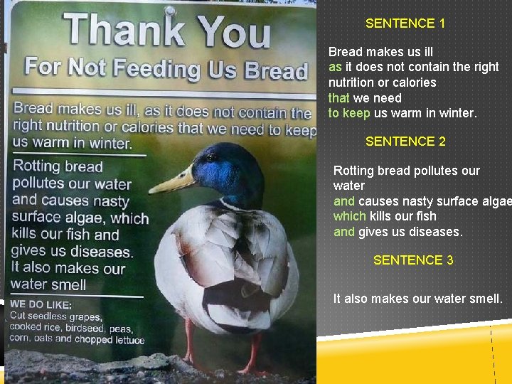 SENTENCE 1 Bread makes us ill as it does not contain the right nutrition