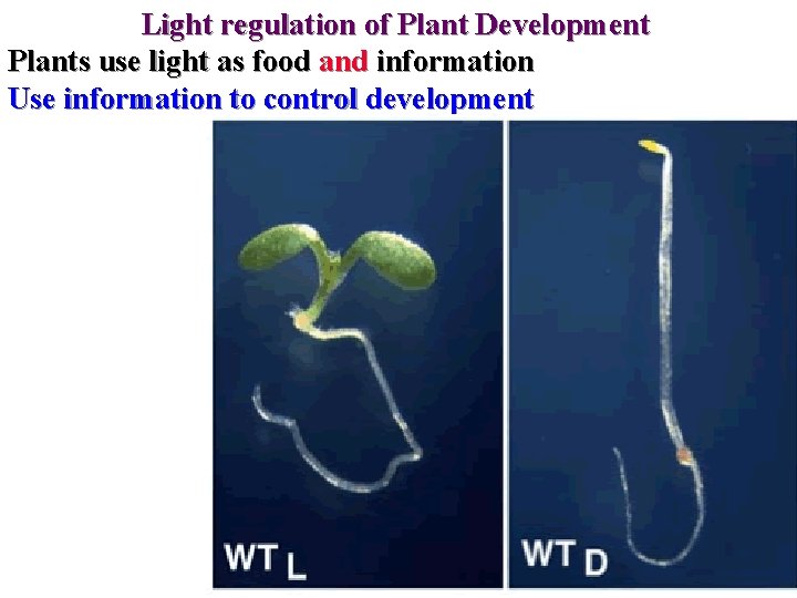 Light regulation of Plant Development Plants use light as food and information Use information