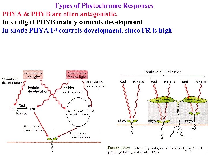 Types of Phytochrome Responses PHYA & PHYB are often antagonistic. In sunlight PHYB mainly