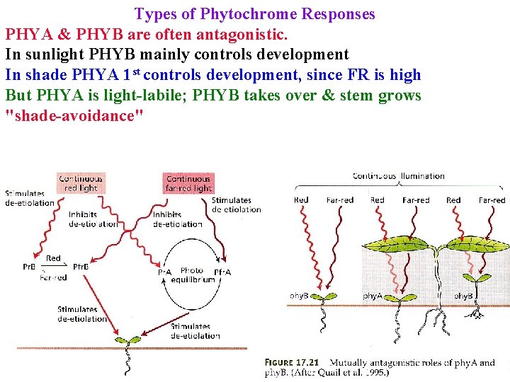 Types of Phytochrome Responses PHYA & PHYB are often antagonistic. In sunlight PHYB mainly