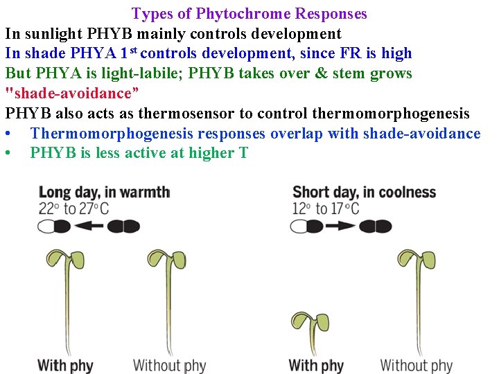 Types of Phytochrome Responses In sunlight PHYB mainly controls development In shade PHYA 1