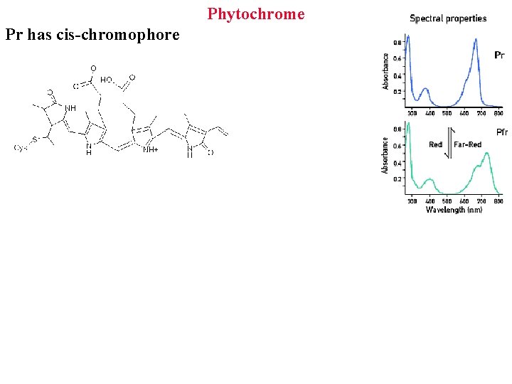 Phytochrome Pr has cis-chromophore 