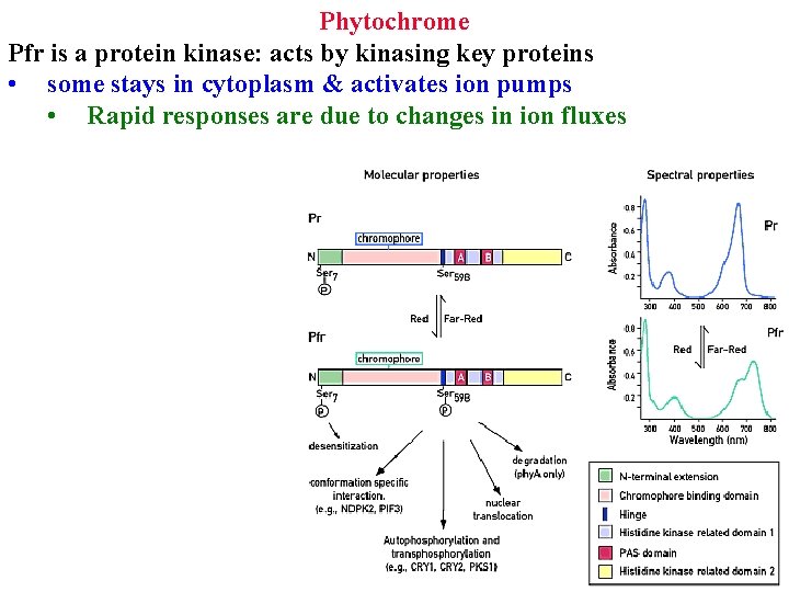 Phytochrome Pfr is a protein kinase: acts by kinasing key proteins • some stays