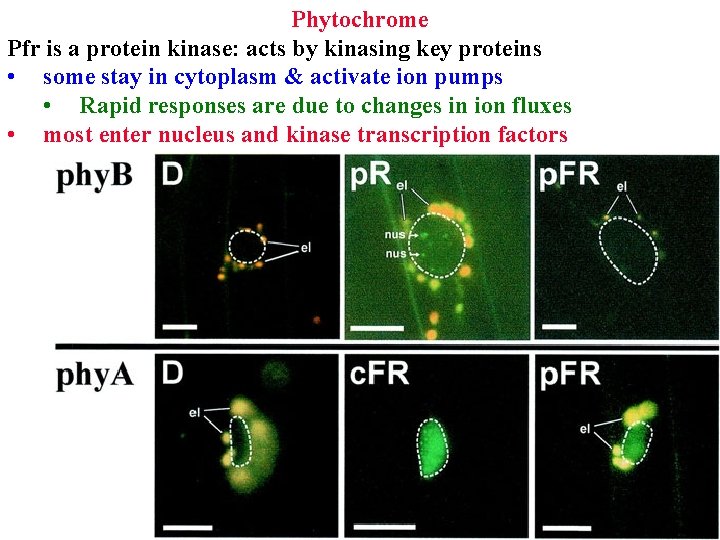 Phytochrome Pfr is a protein kinase: acts by kinasing key proteins • some stay
