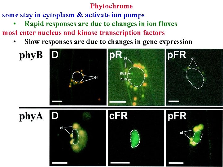 Phytochrome stay in cytoplasm & activate ion pumps • Rapid responses are due to