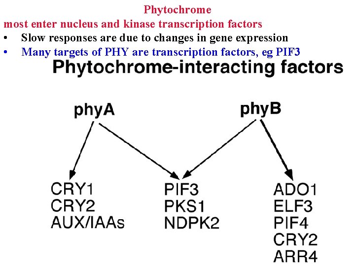 Phytochrome most enter nucleus and kinase transcription factors • Slow responses are due to