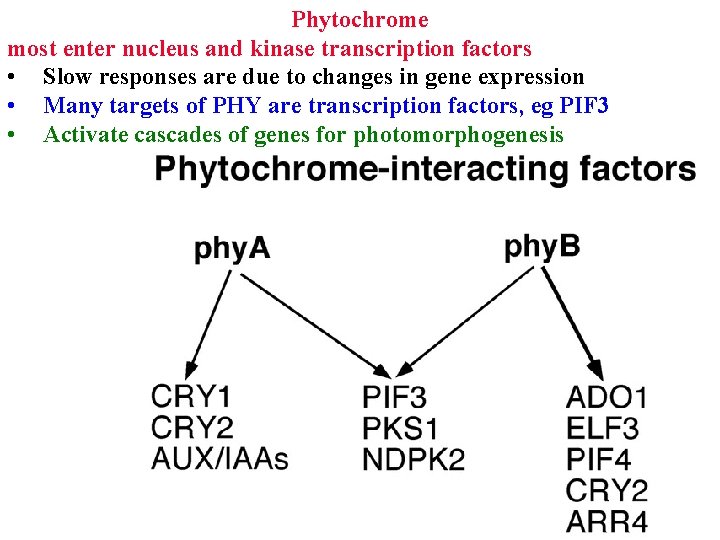 Phytochrome most enter nucleus and kinase transcription factors • Slow responses are due to