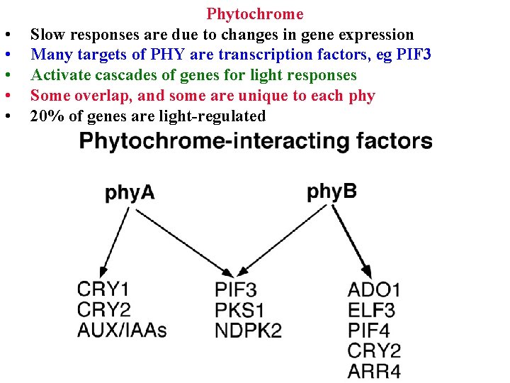 • • • Phytochrome Slow responses are due to changes in gene expression