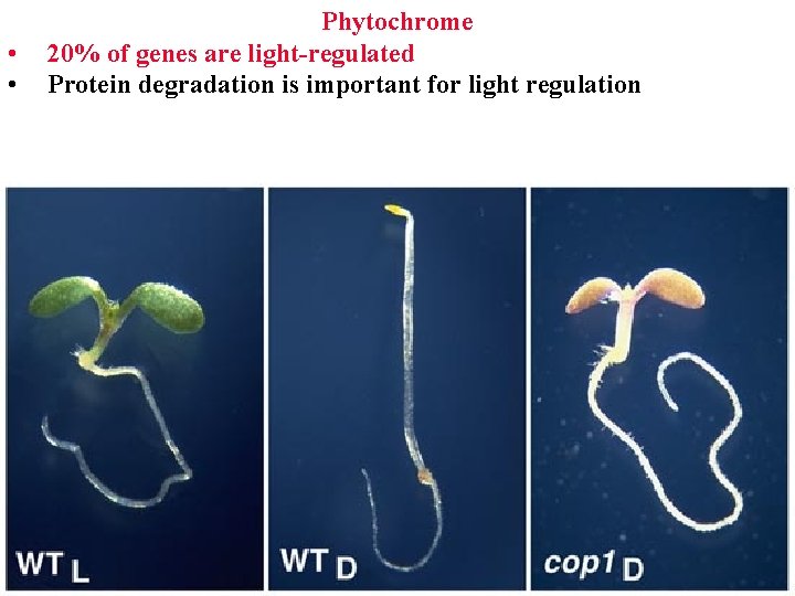  • • Phytochrome 20% of genes are light-regulated Protein degradation is important for