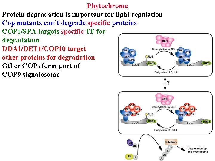 Phytochrome Protein degradation is important for light regulation Cop mutants can’t degrade specific proteins