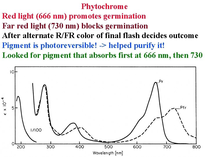 Phytochrome Red light (666 nm) promotes germination Far red light (730 nm) blocks germination
