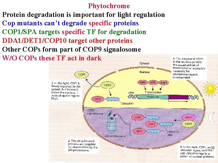 Phytochrome Protein degradation is important for light regulation Cop mutants can’t degrade specific proteins