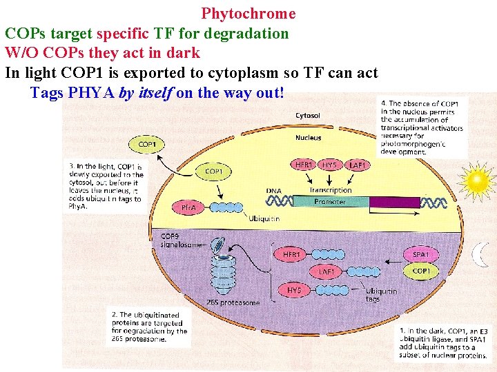 Phytochrome COPs target specific TF for degradation W/O COPs they act in dark In