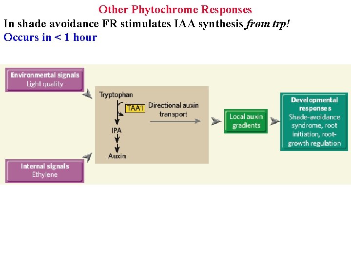 Other Phytochrome Responses In shade avoidance FR stimulates IAA synthesis from trp! Occurs in