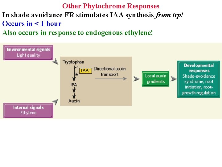 Other Phytochrome Responses In shade avoidance FR stimulates IAA synthesis from trp! Occurs in
