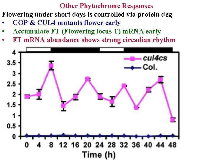 Other Phytochrome Responses Flowering under short days is controlled via protein deg • COP