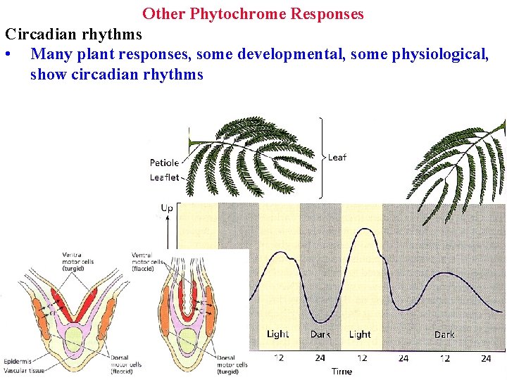 Other Phytochrome Responses Circadian rhythms • Many plant responses, some developmental, some physiological, show