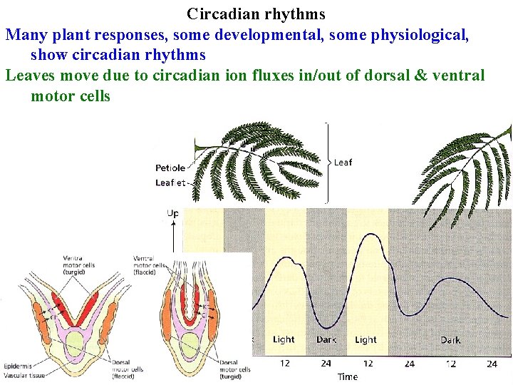 Circadian rhythms Many plant responses, some developmental, some physiological, show circadian rhythms Leaves move