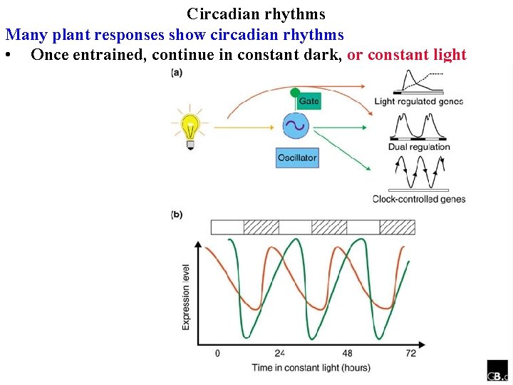 Circadian rhythms Many plant responses show circadian rhythms • Once entrained, continue in constant