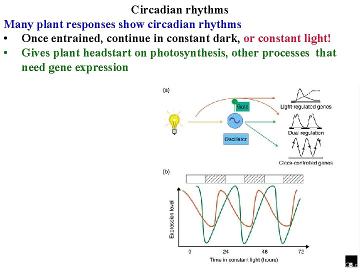 Circadian rhythms Many plant responses show circadian rhythms • Once entrained, continue in constant