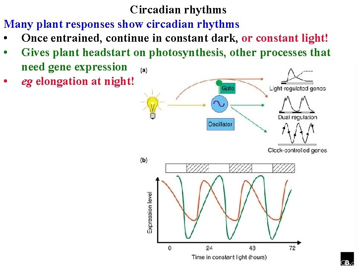Circadian rhythms Many plant responses show circadian rhythms • Once entrained, continue in constant