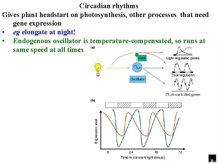 Circadian rhythms Gives plant headstart on photosynthesis, other processes that need gene expression •