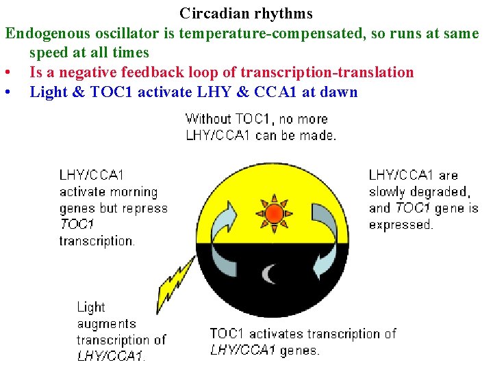 Circadian rhythms Endogenous oscillator is temperature-compensated, so runs at same speed at all times