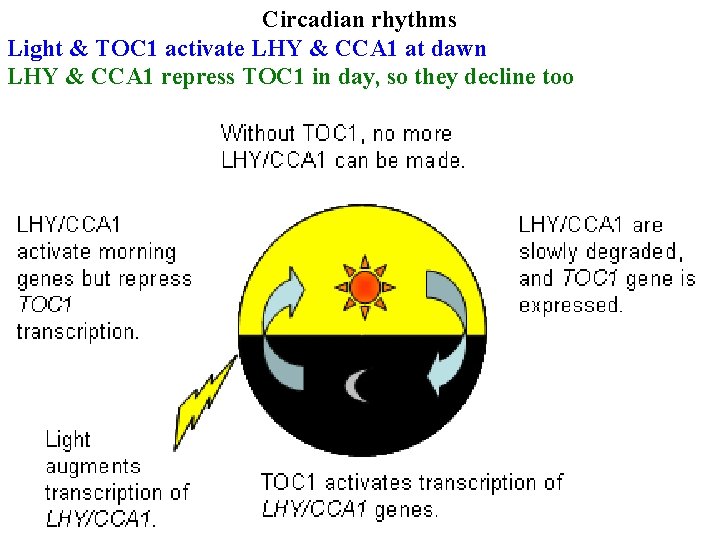 Circadian rhythms Light & TOC 1 activate LHY & CCA 1 at dawn LHY