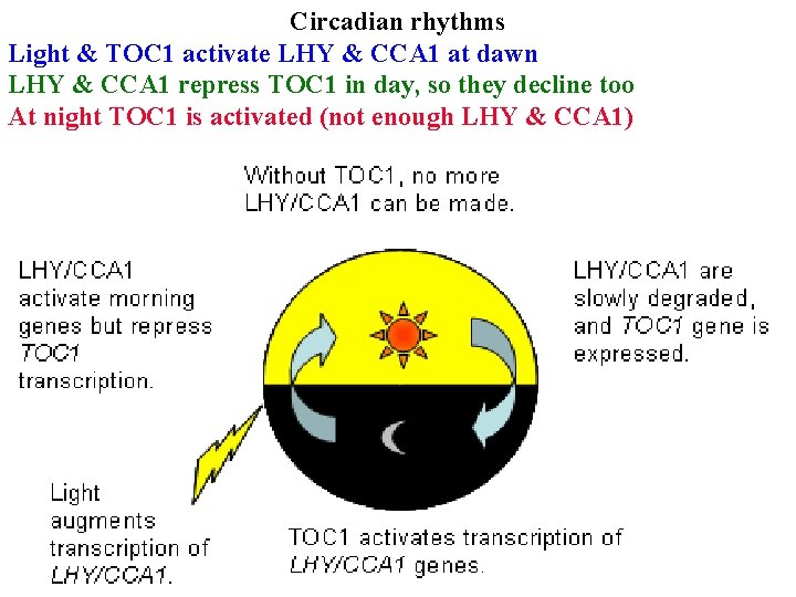 Circadian rhythms Light & TOC 1 activate LHY & CCA 1 at dawn LHY