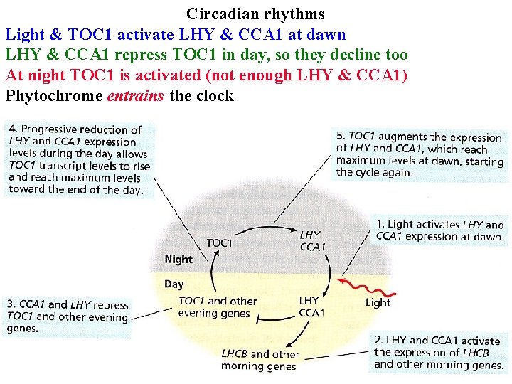 Circadian rhythms Light & TOC 1 activate LHY & CCA 1 at dawn LHY