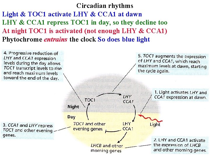 Circadian rhythms Light & TOC 1 activate LHY & CCA 1 at dawn LHY