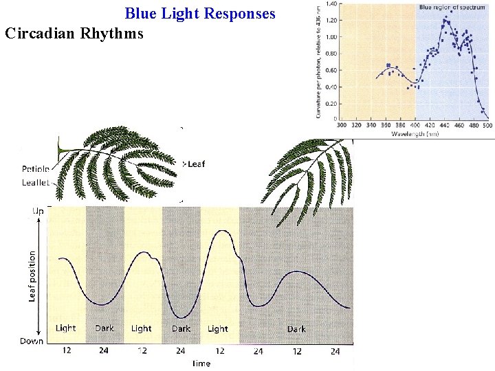 Blue Light Responses Circadian Rhythms 