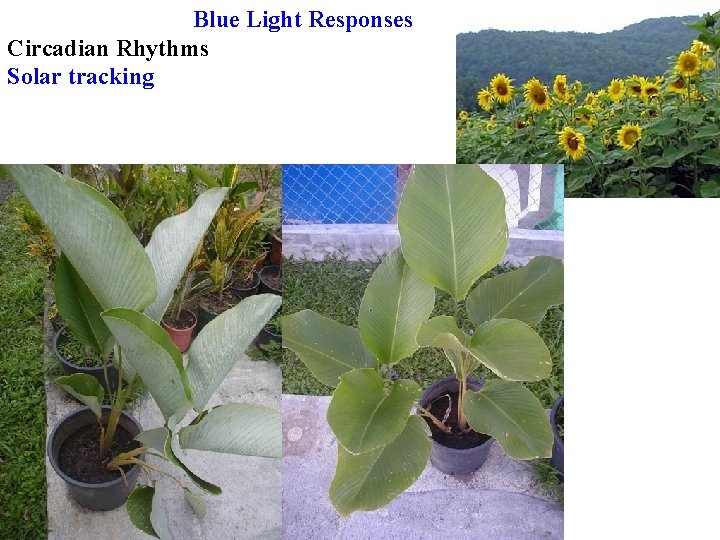Blue Light Responses Circadian Rhythms Solar tracking 