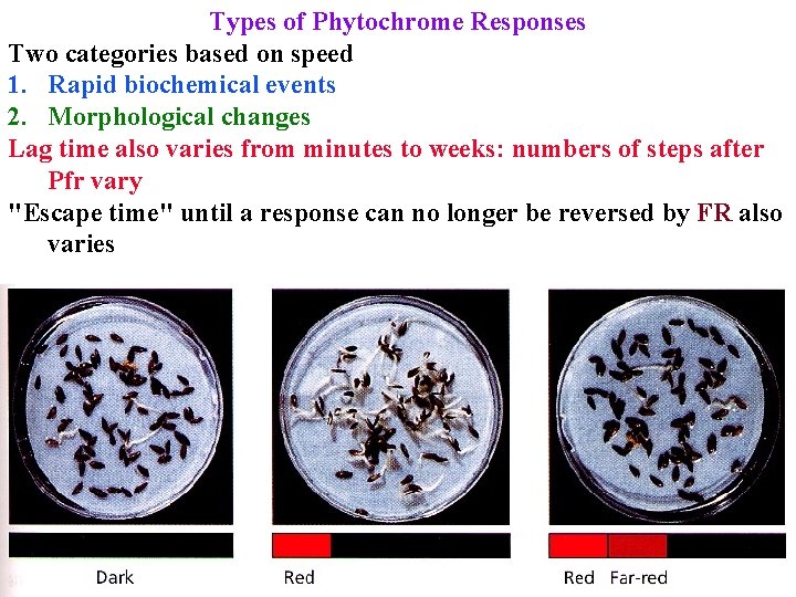 Types of Phytochrome Responses Two categories based on speed 1. Rapid biochemical events 2.