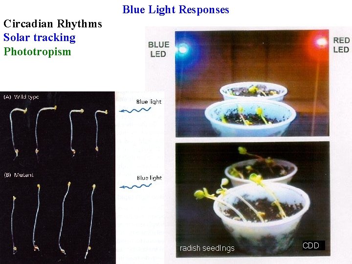 Blue Light Responses Circadian Rhythms Solar tracking Phototropism 