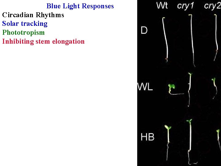 Blue Light Responses Circadian Rhythms Solar tracking Phototropism Inhibiting stem elongation 