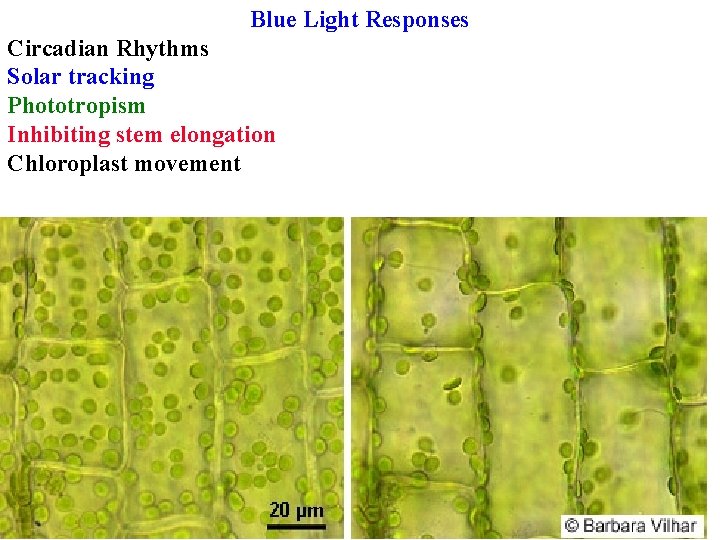 Blue Light Responses Circadian Rhythms Solar tracking Phototropism Inhibiting stem elongation Chloroplast movement 