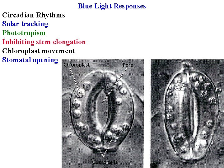 Blue Light Responses Circadian Rhythms Solar tracking Phototropism Inhibiting stem elongation Chloroplast movement Stomatal