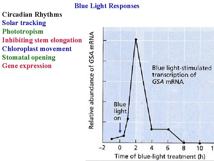 Blue Light Responses Circadian Rhythms Solar tracking Phototropism Inhibiting stem elongation Chloroplast movement Stomatal