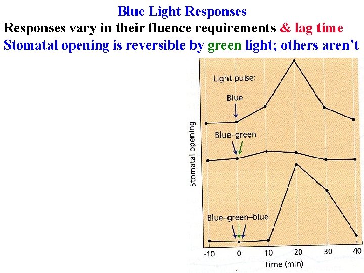 Blue Light Responses vary in their fluence requirements & lag time Stomatal opening is