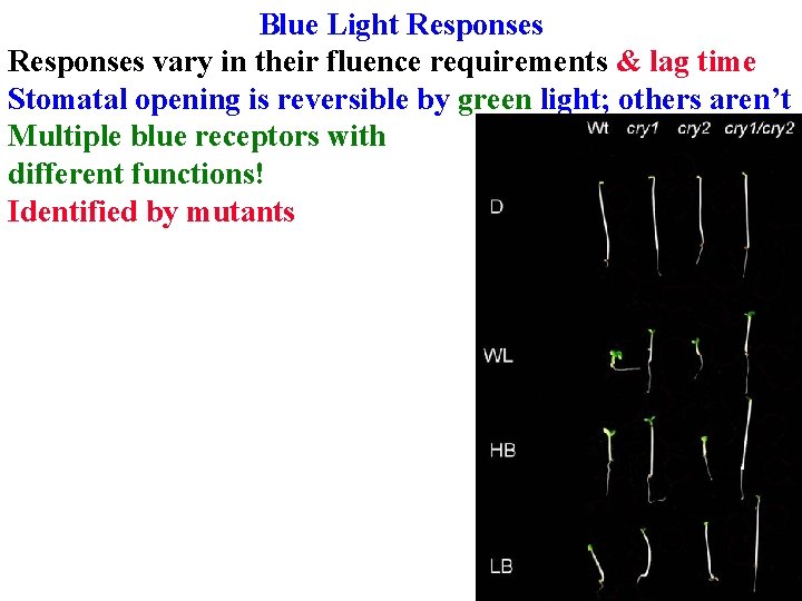 Blue Light Responses vary in their fluence requirements & lag time Stomatal opening is