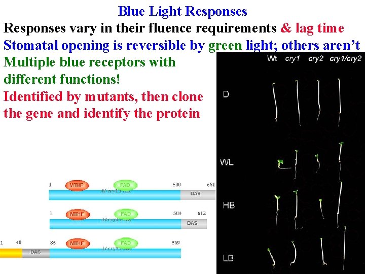 Blue Light Responses vary in their fluence requirements & lag time Stomatal opening is