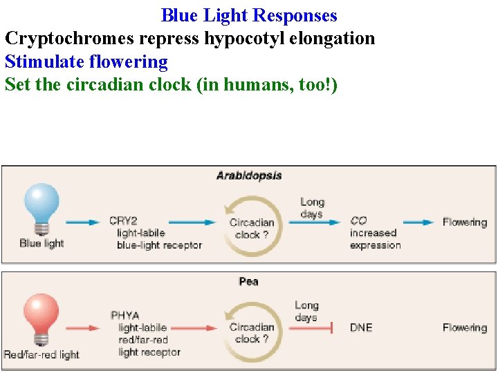 Blue Light Responses Cryptochromes repress hypocotyl elongation Stimulate flowering Set the circadian clock (in